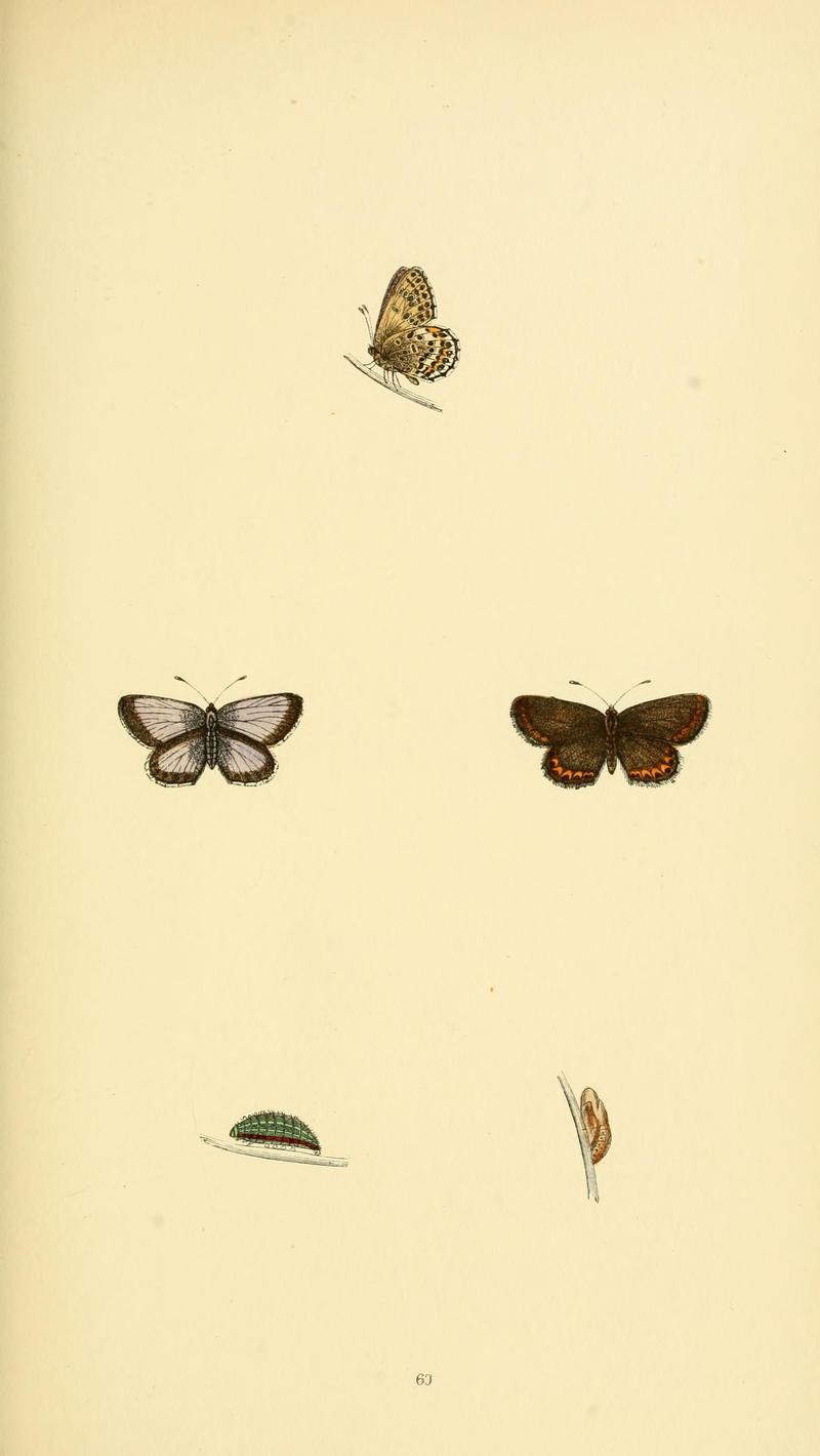 A history of British butterflies BHL14821358