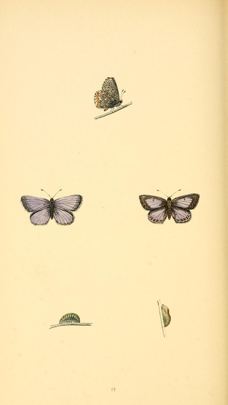 A history of British butterflies BHL14821363