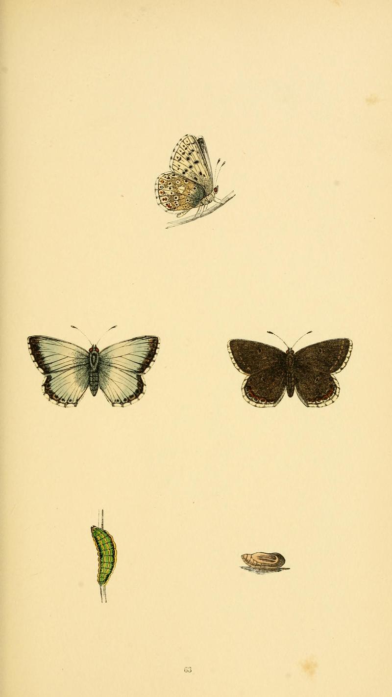 A history of British butterflies BHL14821372