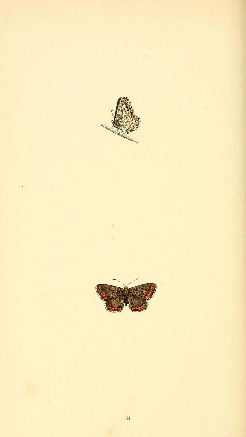 A history of British butterflies BHL14821379