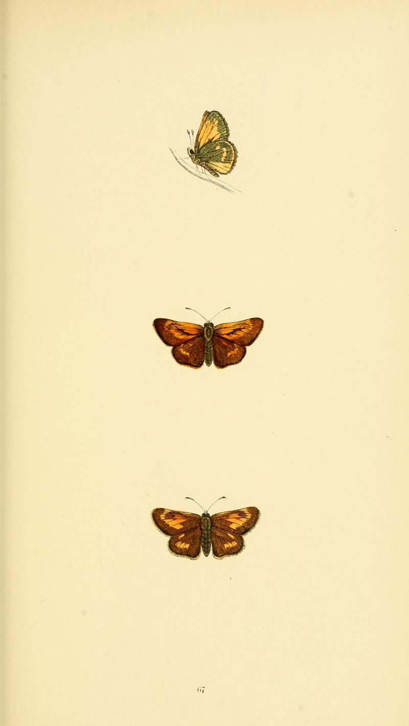 A history of British butterflies BHL14821390