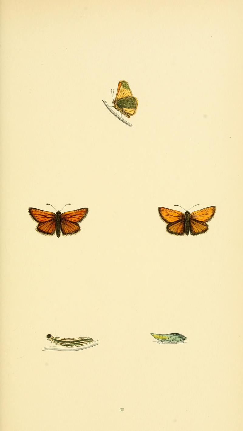 A history of British butterflies BHL14821398
