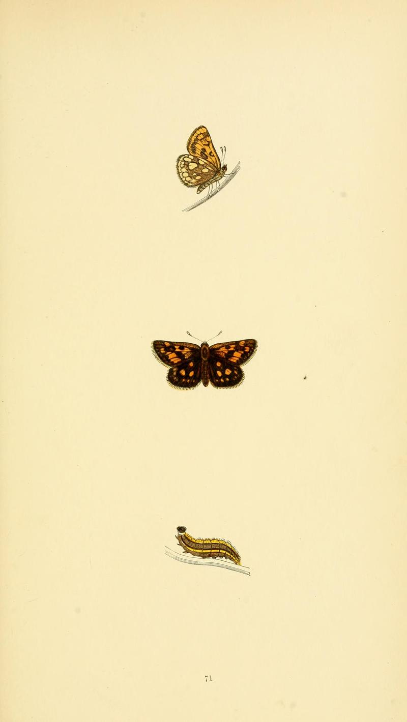 A history of British butterflies BHL14821406