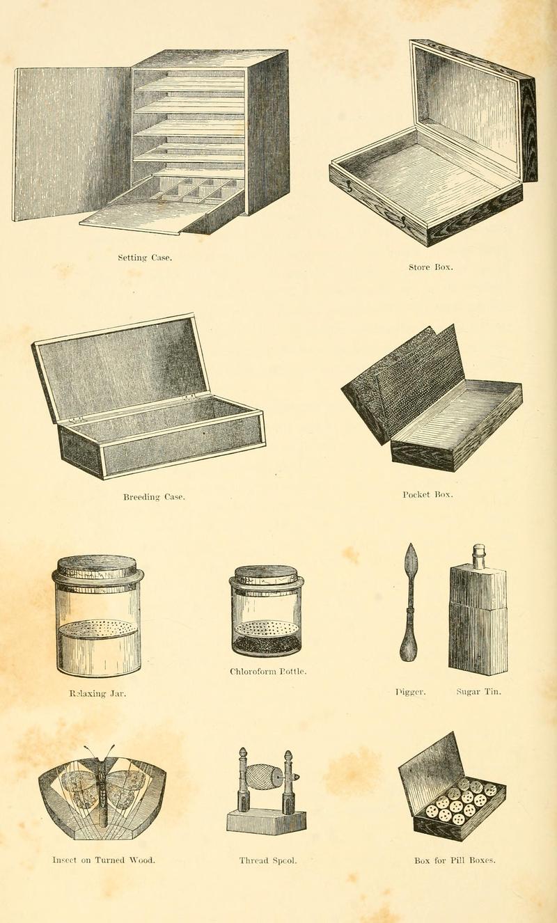 A history of British butterflies BHL14821411
