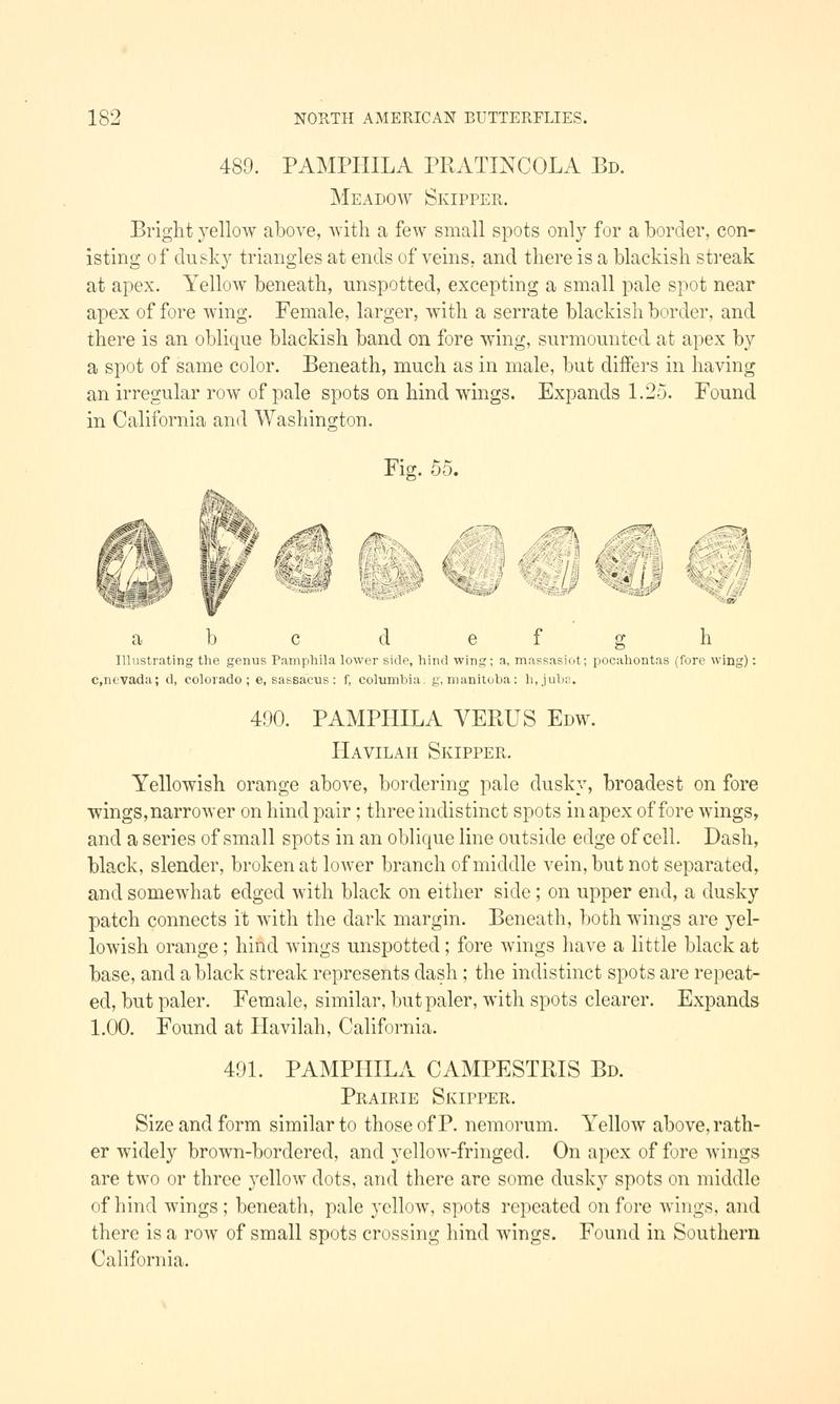 A manual of North American butterflies (Page 182, Fig. 55) BHL7501073