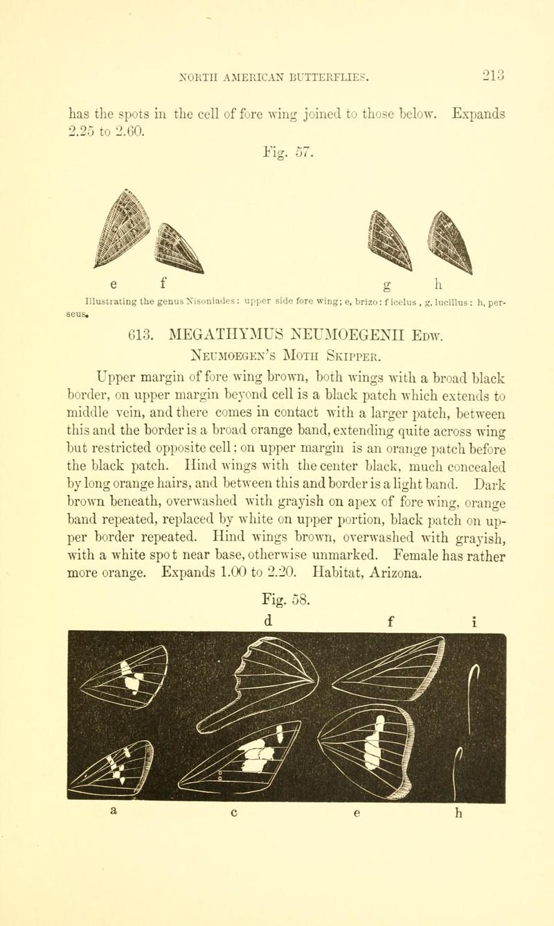 A manual of North American butterflies (Page 213, Figs. 57-58) BHL7501016