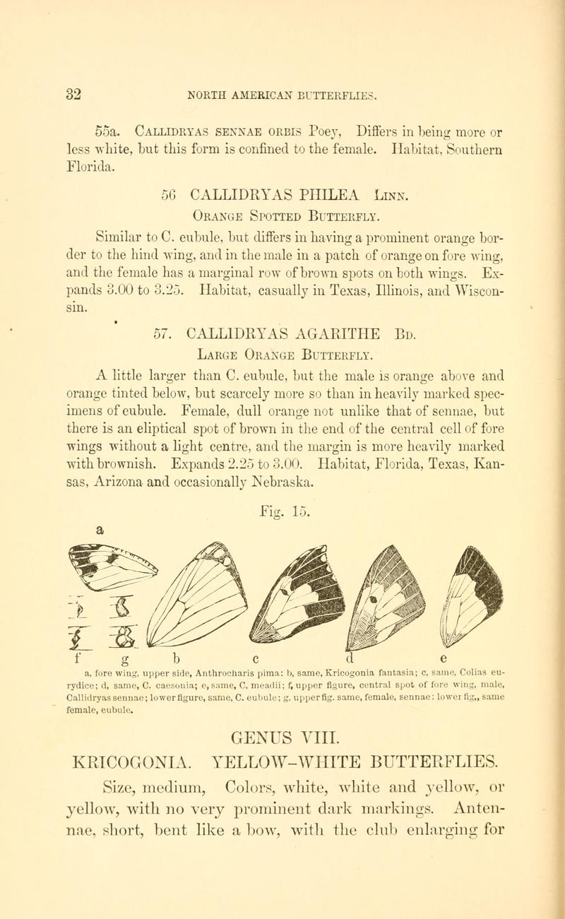 A manual of North American butterflies (Page 32, Fig. 15) BHL7500864