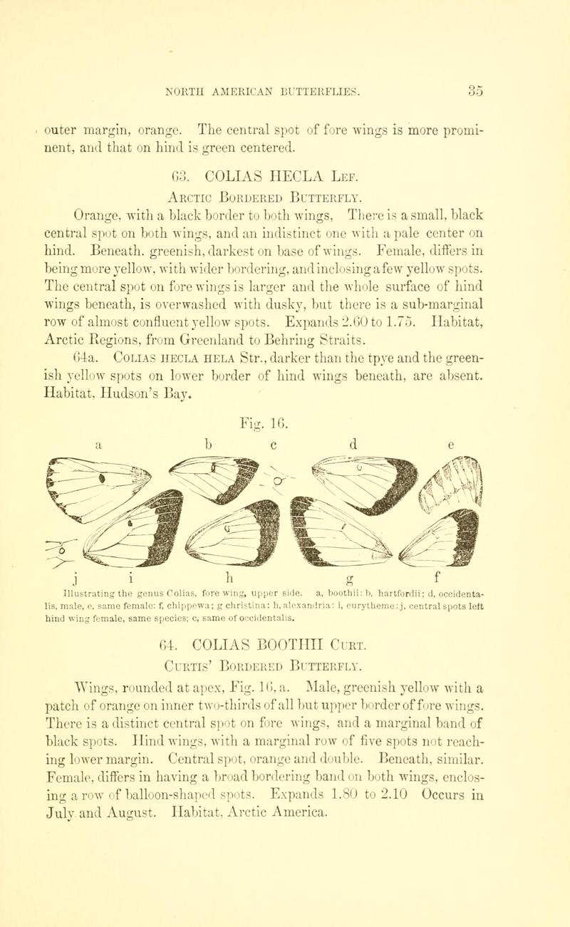 A manual of North American butterflies (Page 35, Fig. 16) BHL7500861