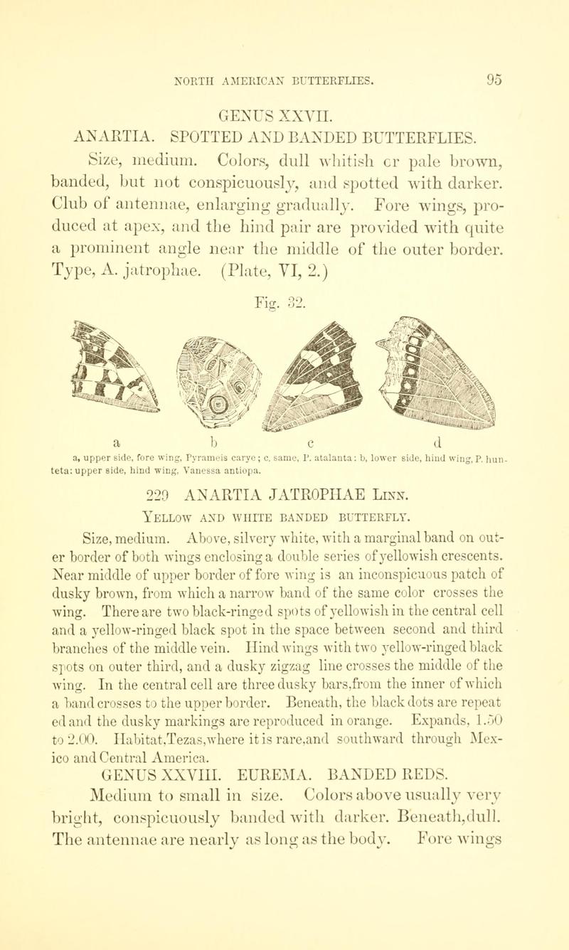 A manual of North American butterflies (Page 95, Fig. 32) BHL7500803