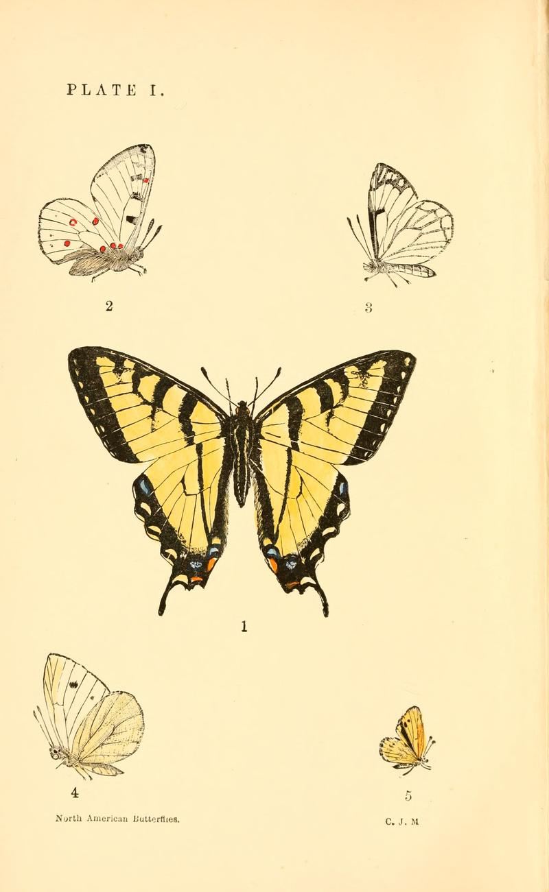 A manual of North American butterflies (Plate I) BHL7500908