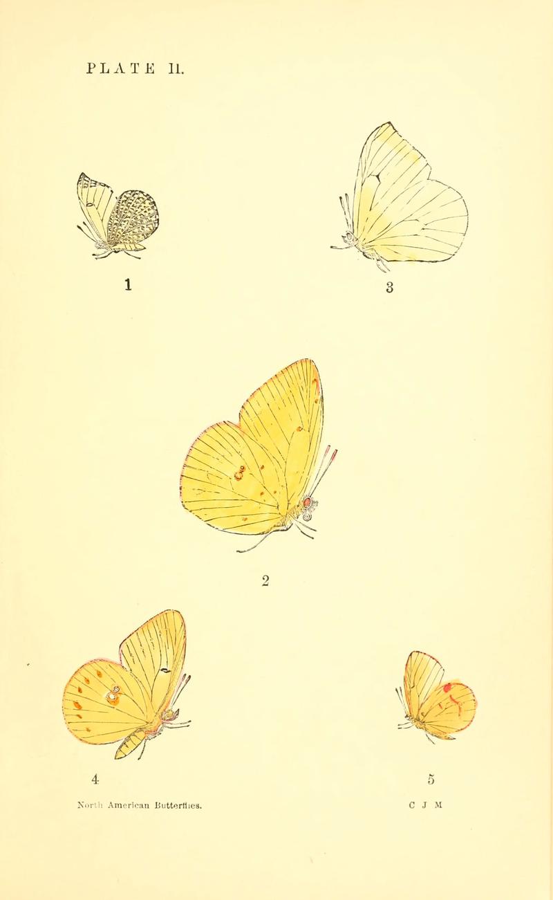 A manual of North American butterflies (Plate II) (6358232565)