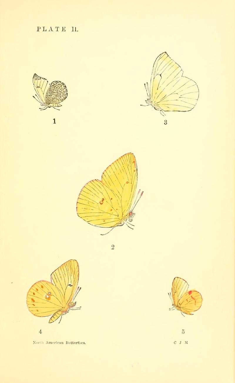 A manual of North American butterflies (Plate II) BHL7500883