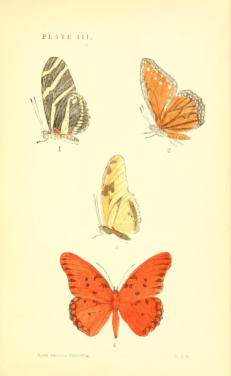 A manual of North American butterflies (Plate III) BHL7500857