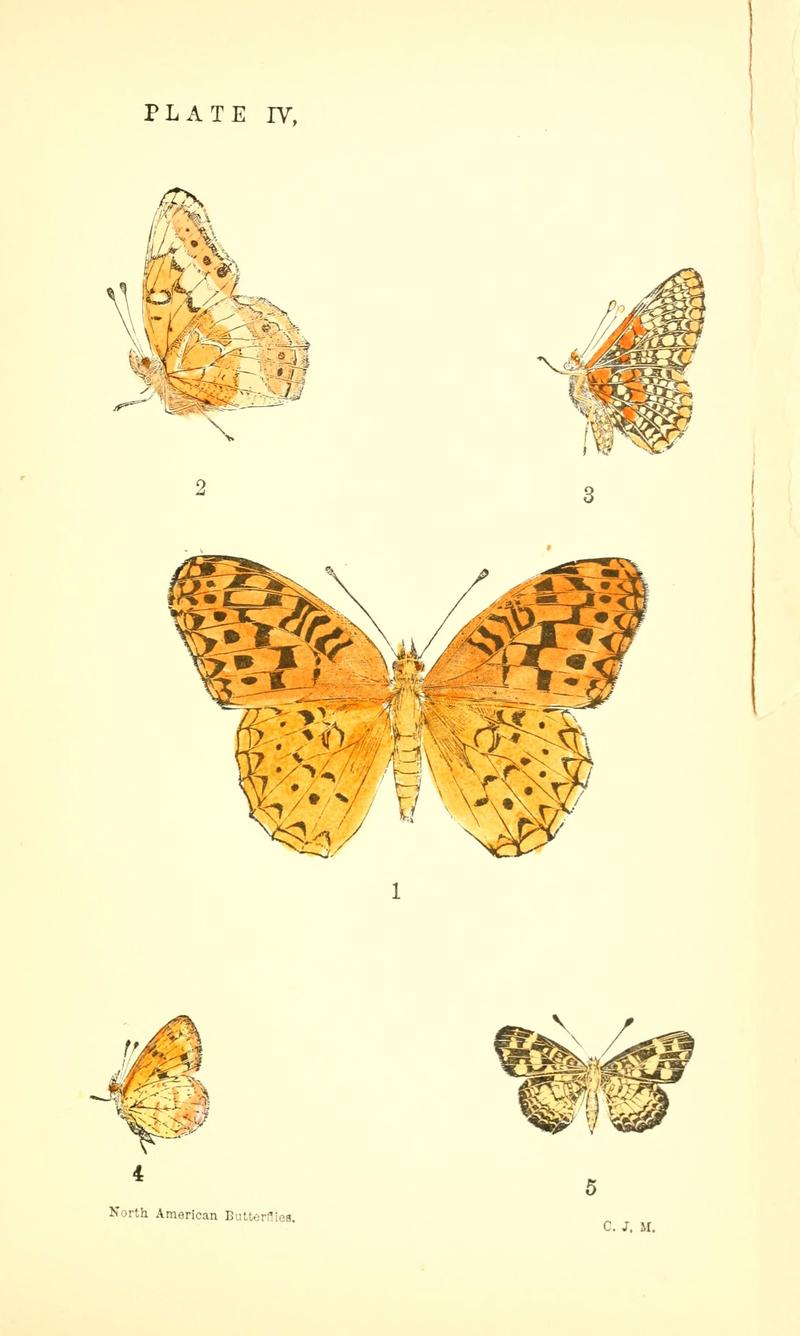 A manual of North American butterflies (Plate IV) (6358233627)