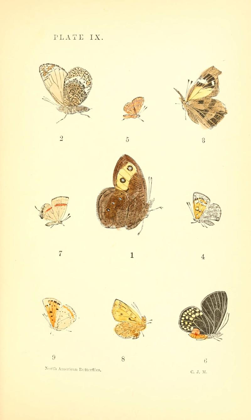 A manual of North American butterflies (Plate IX) (6358235573)