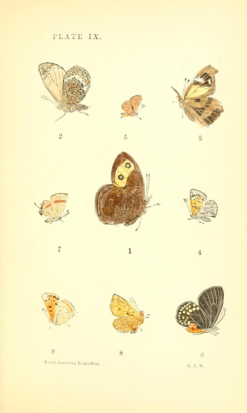 A manual of North American butterflies (Plate IX) BHL7500994
