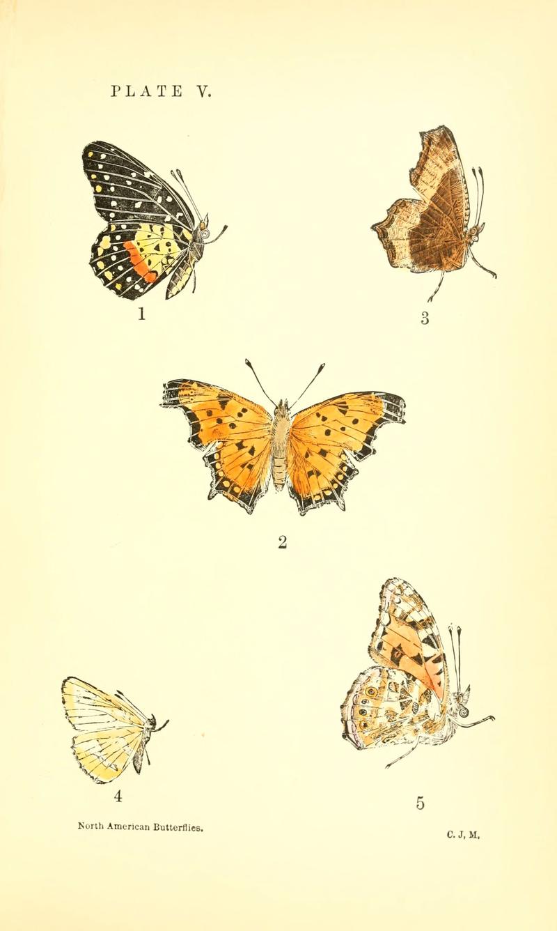 A manual of North American butterflies (Plate V) (6358233953)