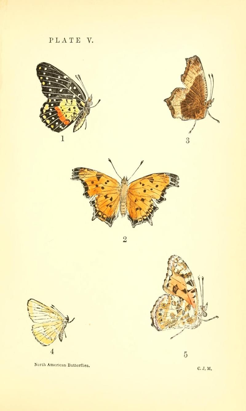 A manual of North American butterflies (Plate V) BHL7500816