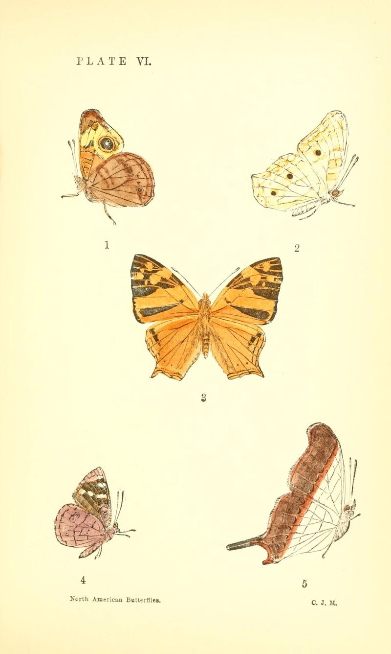 A manual of North American butterflies (Plate VI) (6358234327)