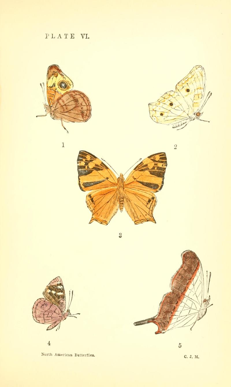 A manual of North American butterflies (Plate VI) BHL7500928