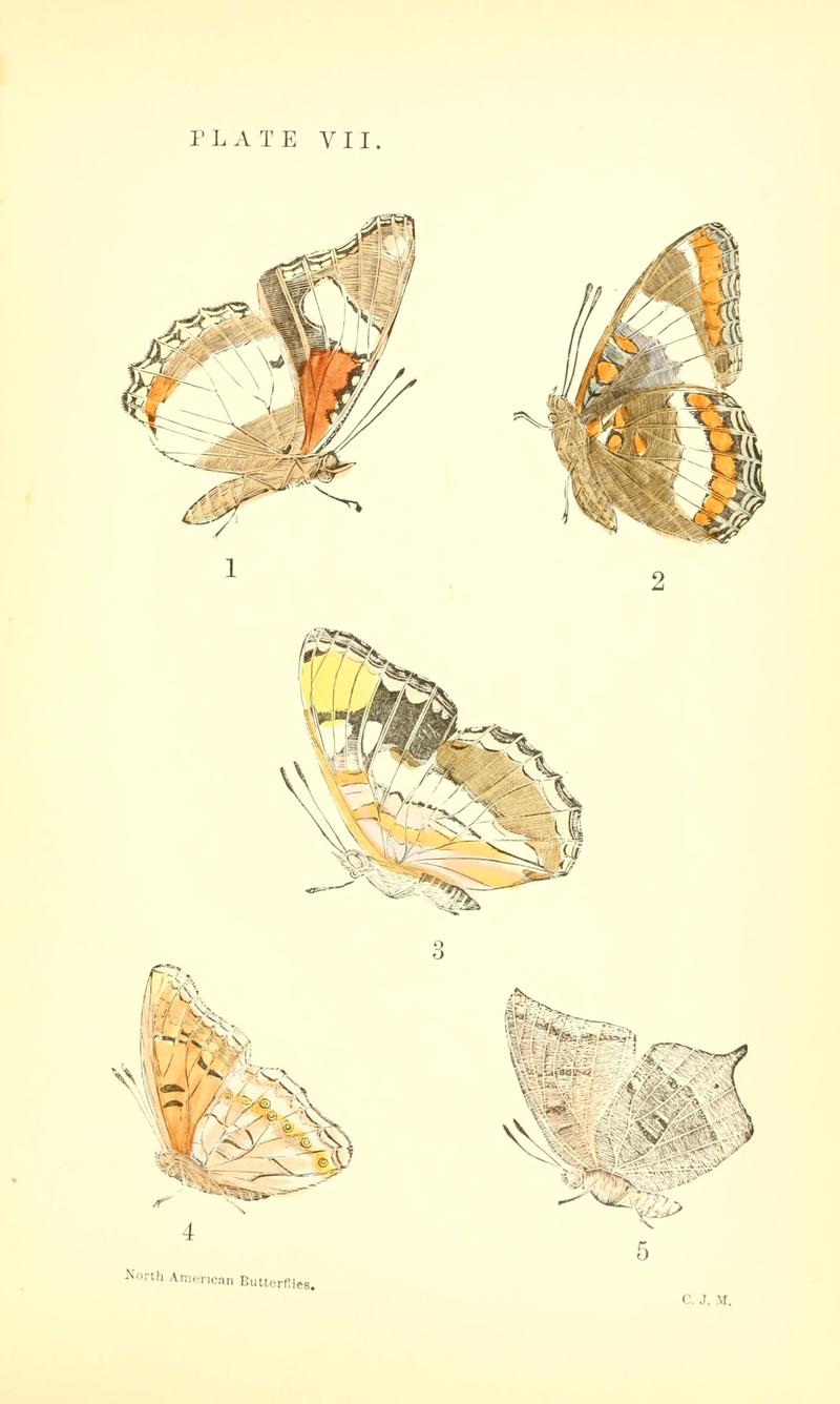 A manual of North American butterflies (Plate VII) (6358234793)