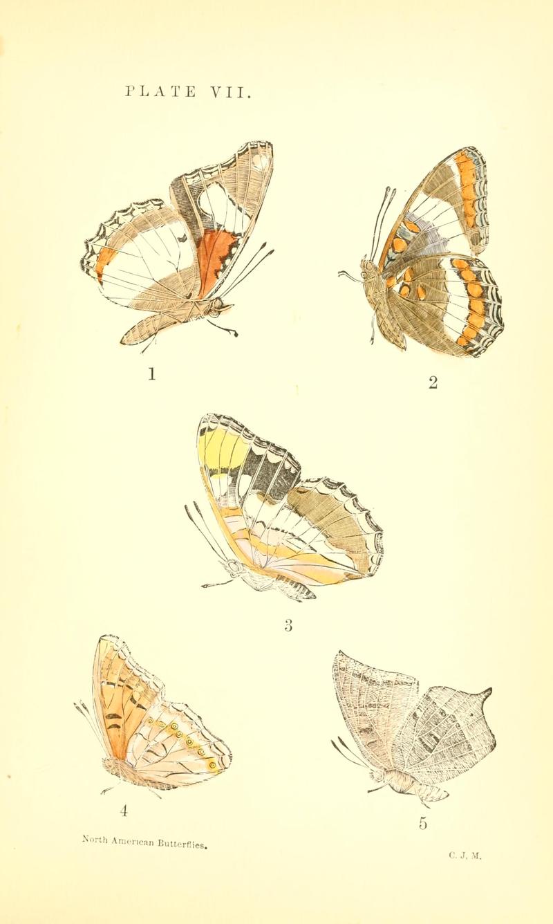 A manual of North American butterflies (Plate VII) BHL7501028