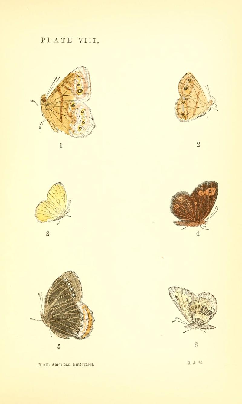 A manual of North American butterflies (Plate VIII) (6358235107)