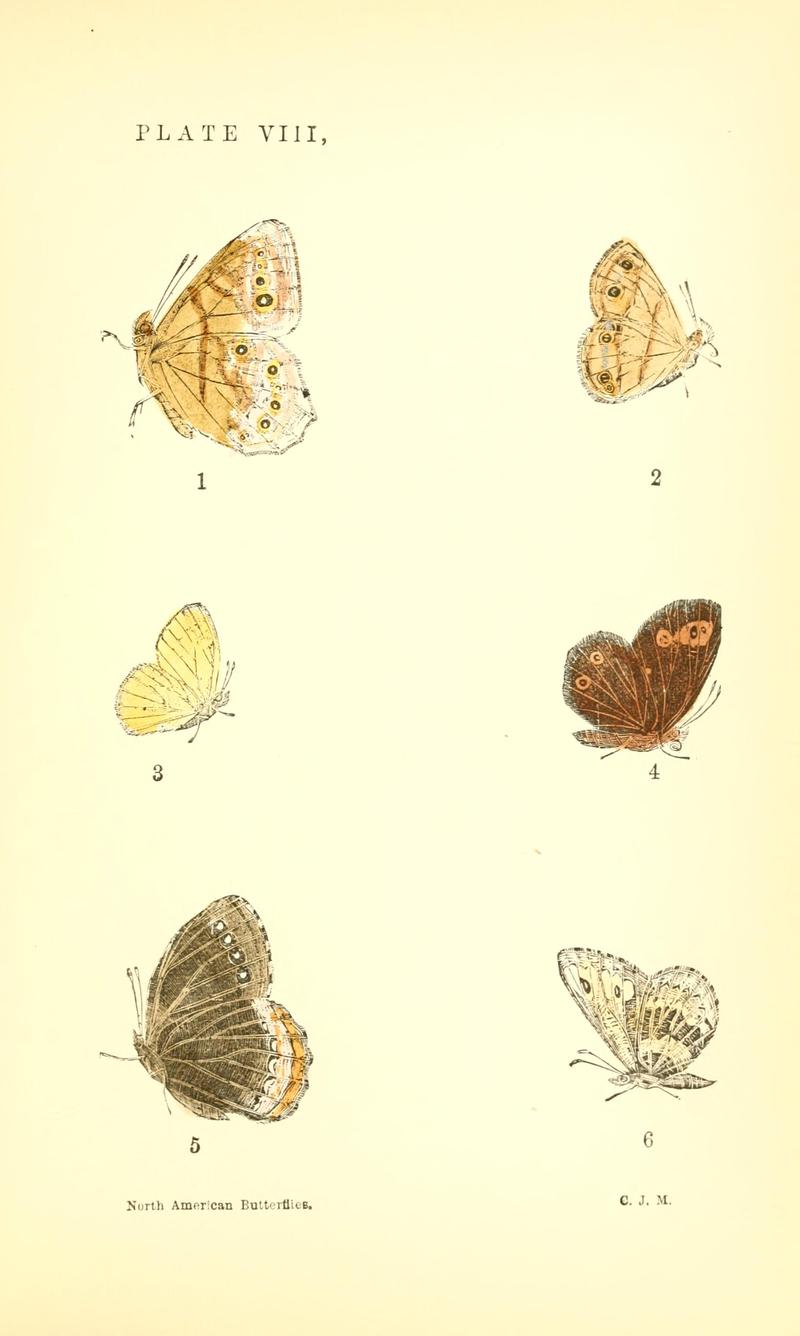 A manual of North American butterflies (Plate VIII) BHL7501054