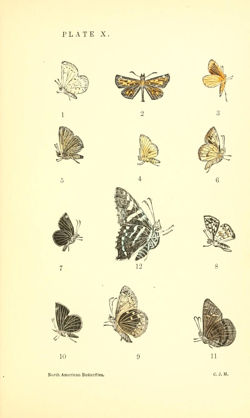 A manual of North American butterflies (Plate X) (6358235915)