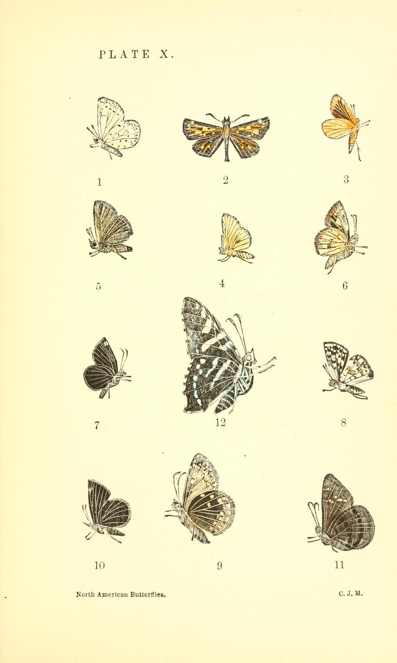 A manual of North American butterflies (Plate X) BHL7500997