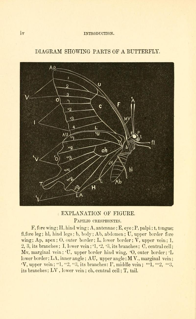 A manual of North American butterflies BHL7500900