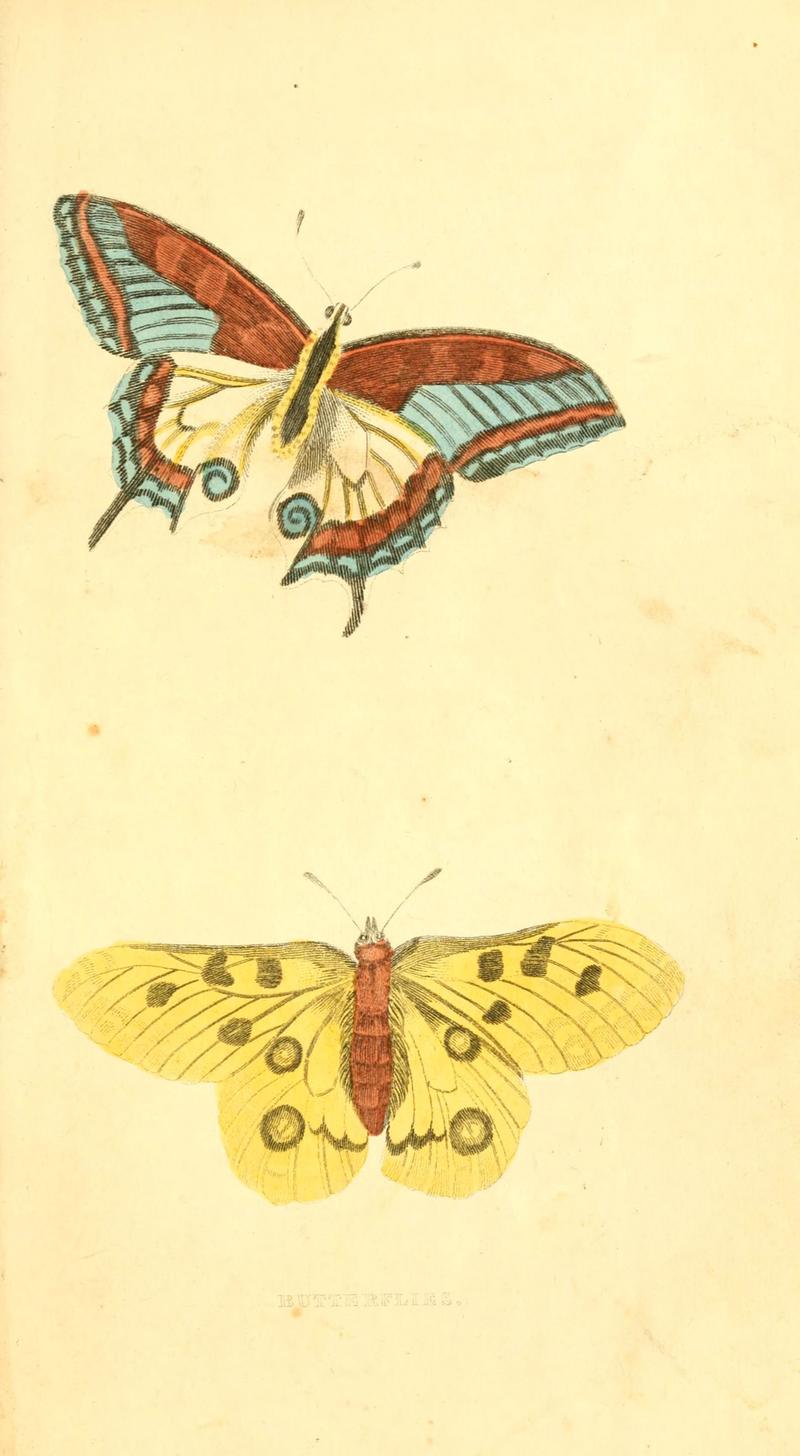 A natural history of birds, fishes, reptiles, and insects (6198147192)