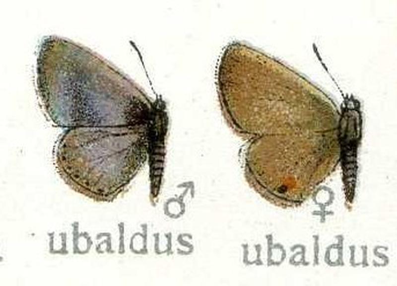 A ubaldus