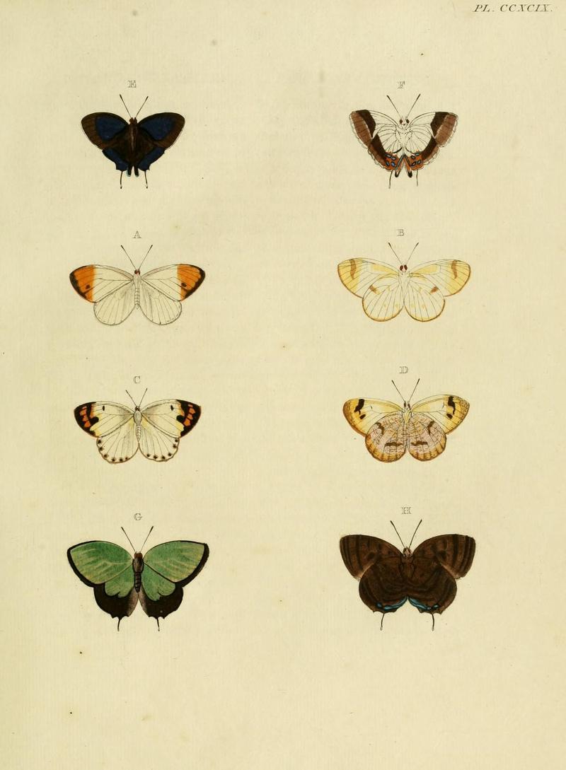 Aanhangsel van het werk, De uitlandsche kapellen (10313256565)