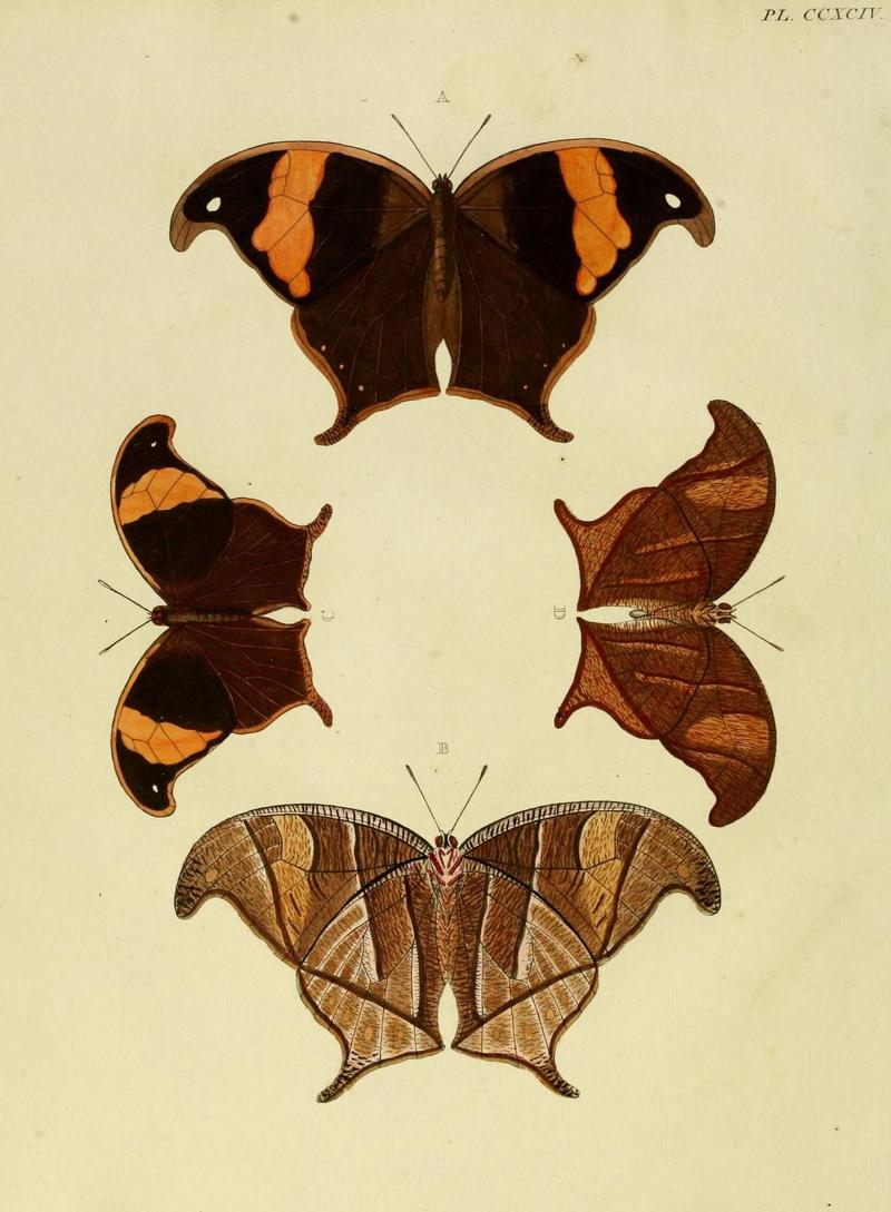 Aanhangsel van het werk, De uitlandsche kapellen (10313263166)