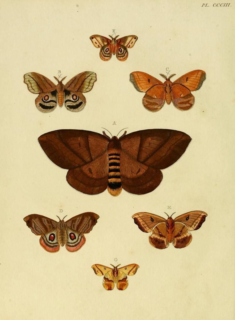 Aanhangsel van het werk, De uitlandsche kapellen (10313268025)