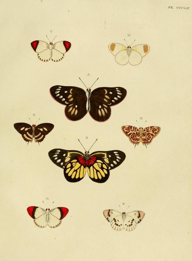 Aanhangsel van het werk, De uitlandsche kapellen (10313397265)