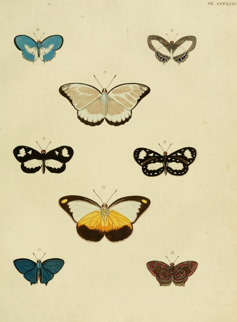 Aanhangsel van het werk, De uitlandsche kapellen (10313433795)