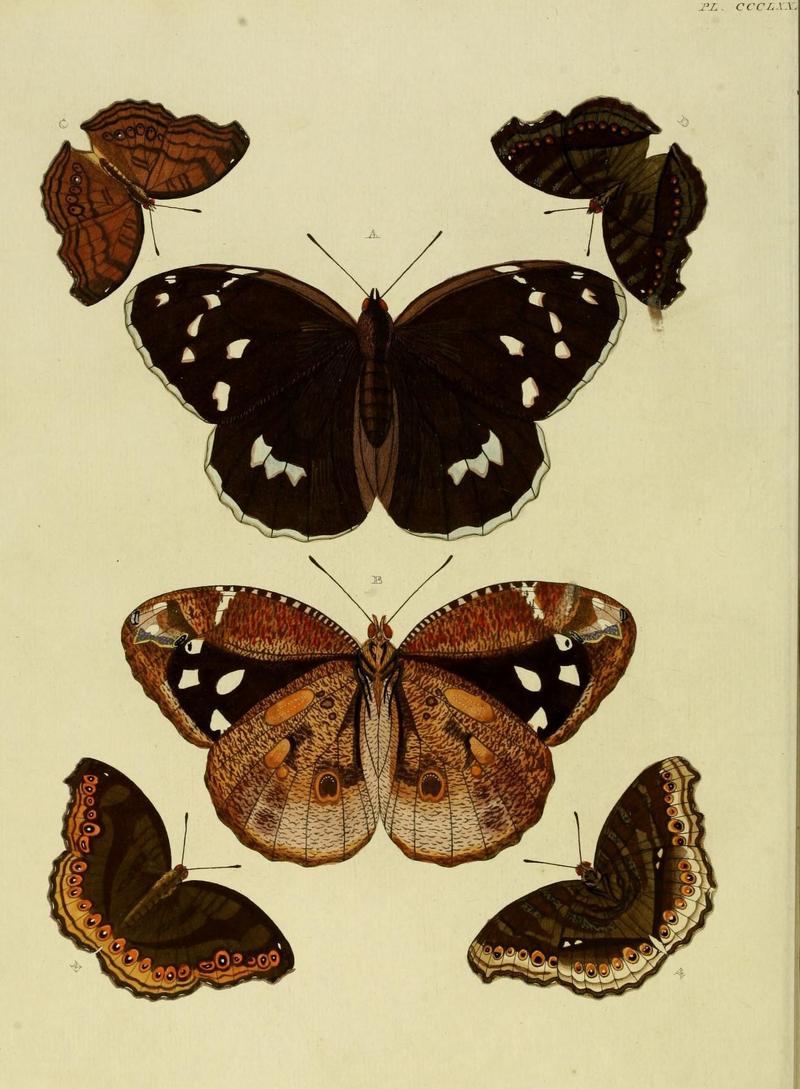 Aanhangsel van het werk, De uitlandsche kapellen (10313486646)