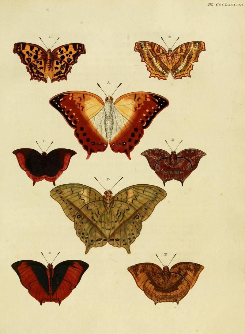 Aanhangsel van het werk, De uitlandsche kapellen (10313505085)