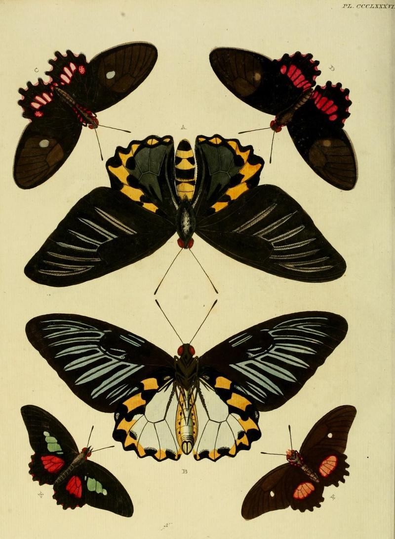 Aanhangsel van het werk, De uitlandsche kapellen (10313522176)