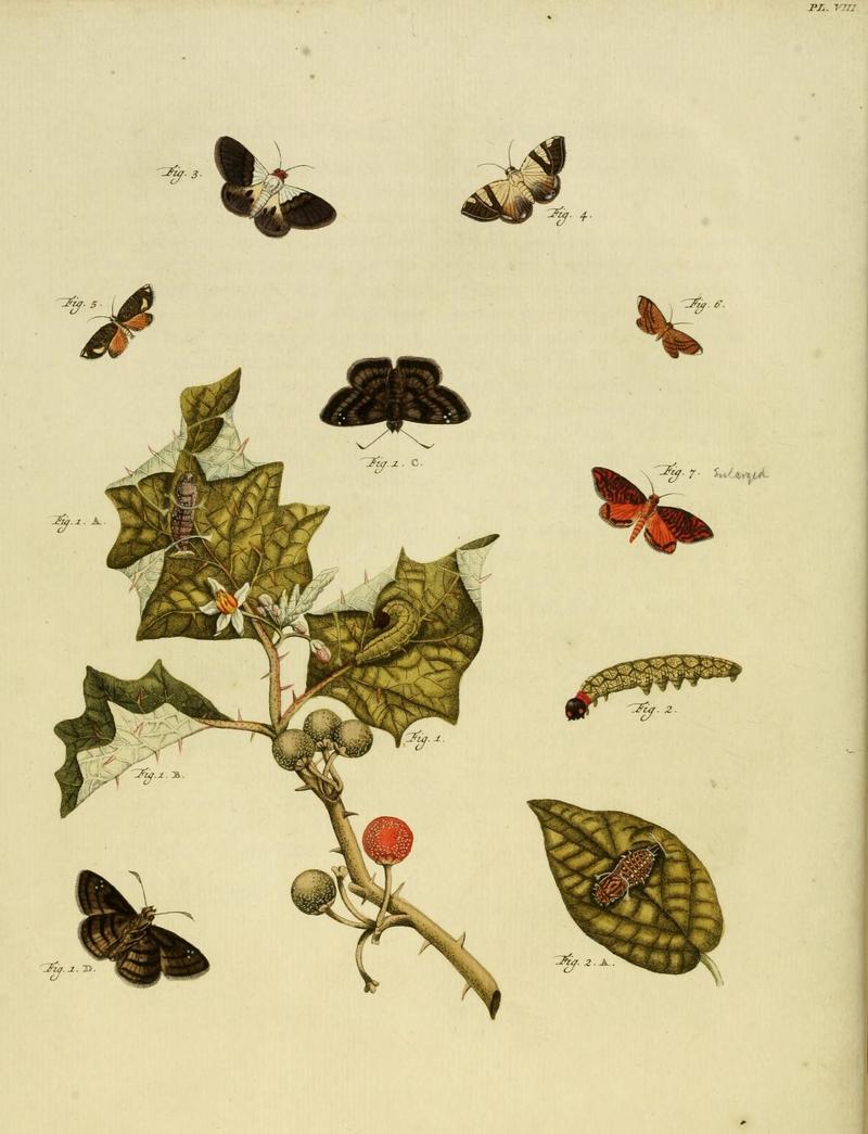 Aanhangsel van het werk, De uitlandsche kapellen (10422900925)