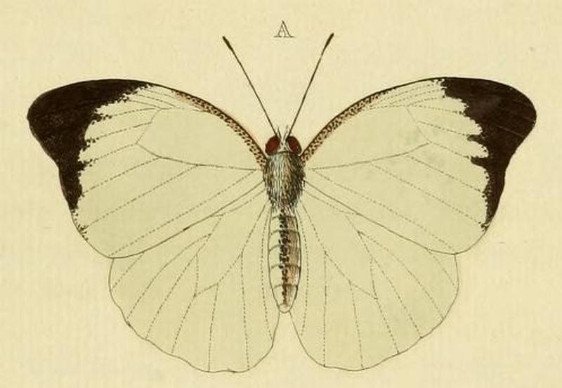 Aanhangsel van het werk, De uitlandsche kapellen (Pl. CCI) (8226387529) (A)