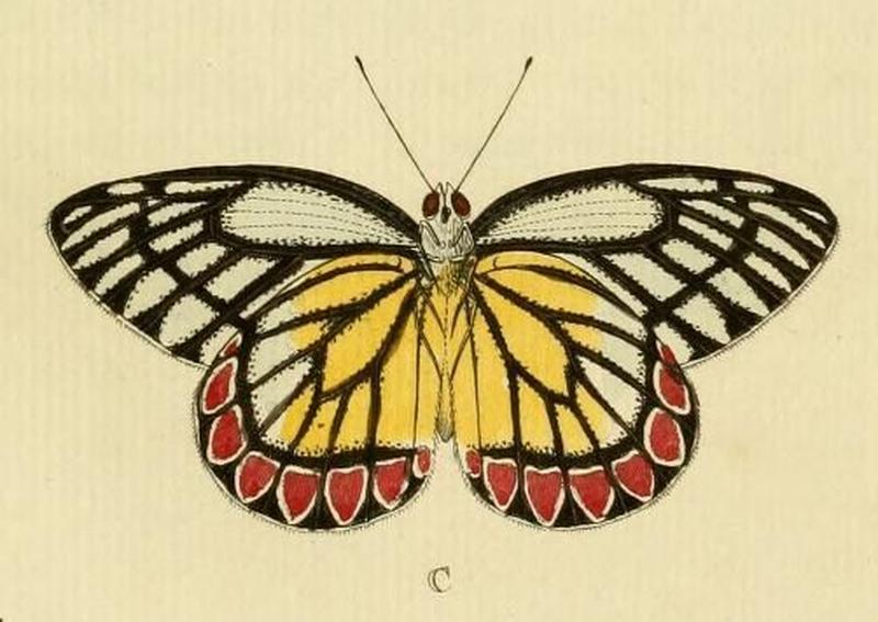 Aanhangsel van het werk, De uitlandsche kapellen (Pl. CCI) (8226387529) (C)