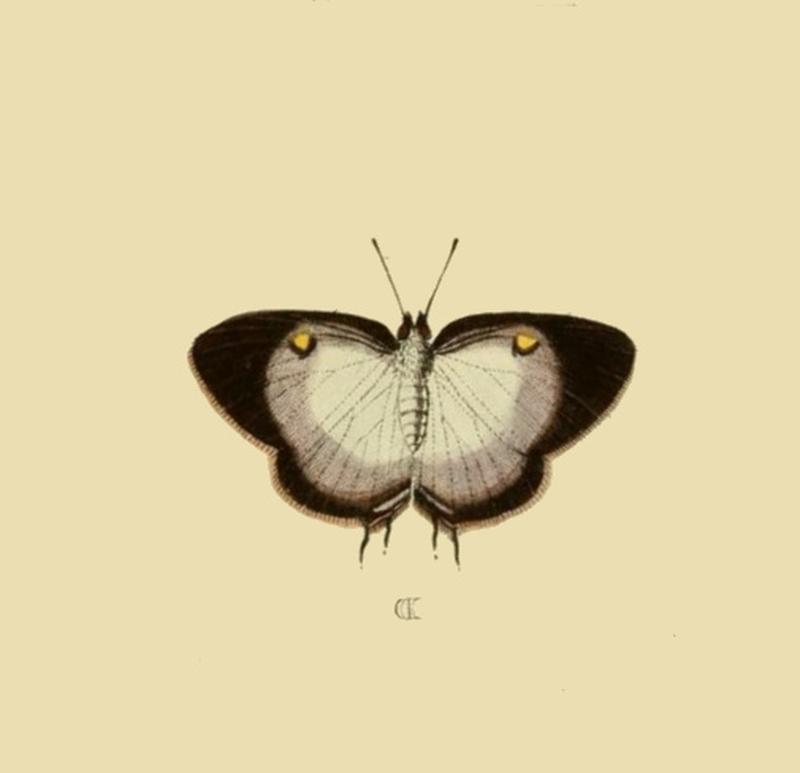 Aanhangsel van het werk, De uitlandsche kapellen (Pl. CCI) (8226387529) (D)