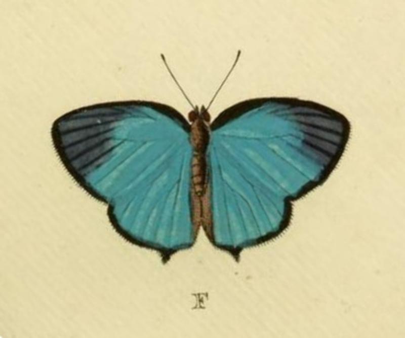 Aanhangsel van het werk, De uitlandsche kapellen (Pl. CCI) (8226387529) (F)