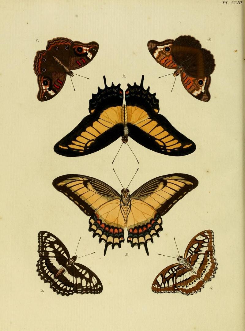 Aanhangsel van het werk, De uitlandsche kapellen (Pl. CCIII) (8226388189)