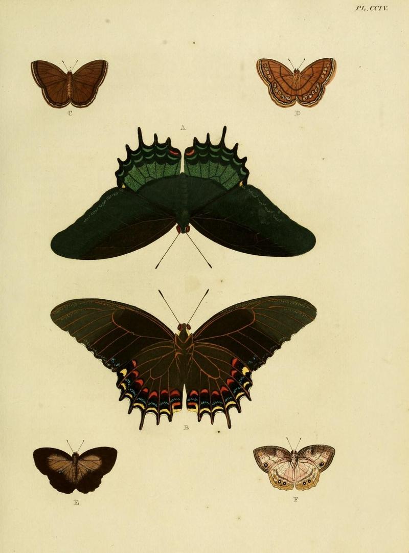 Aanhangsel van het werk, De uitlandsche kapellen (Pl. CCIV) (8227461168)