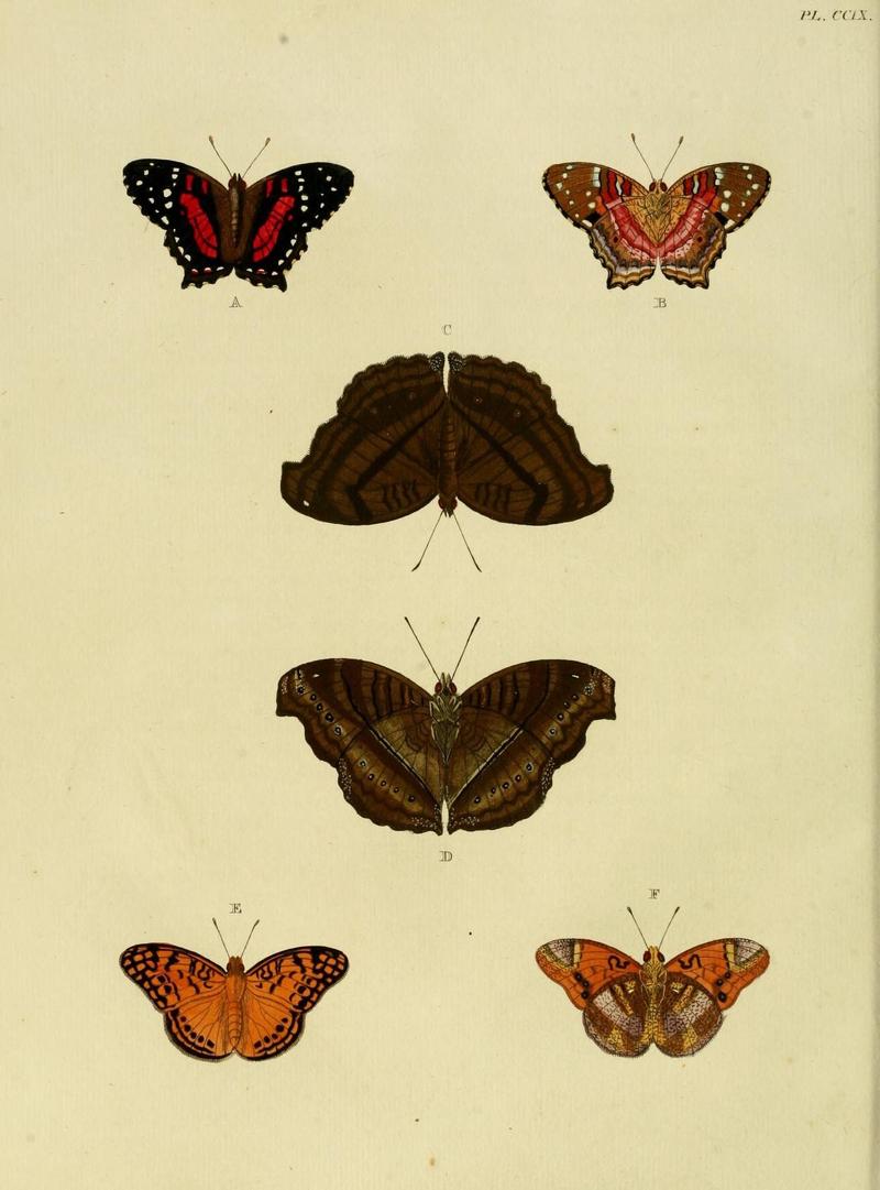 Aanhangsel van het werk, De uitlandsche kapellen (Pl. CCIX) (8227462876)