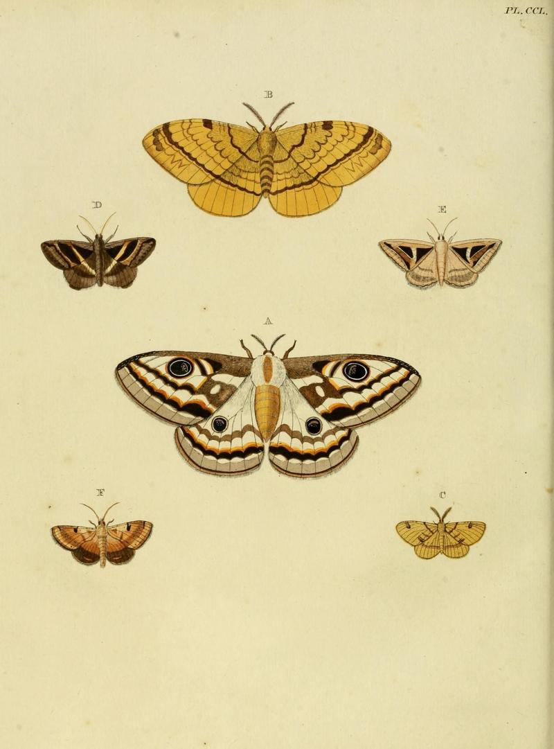 Aanhangsel van het werk, De uitlandsche kapellen (Pl. CCL) (8226405063)